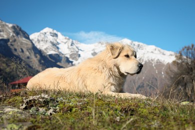 Photo of Adorable dog in mountains on sunny day