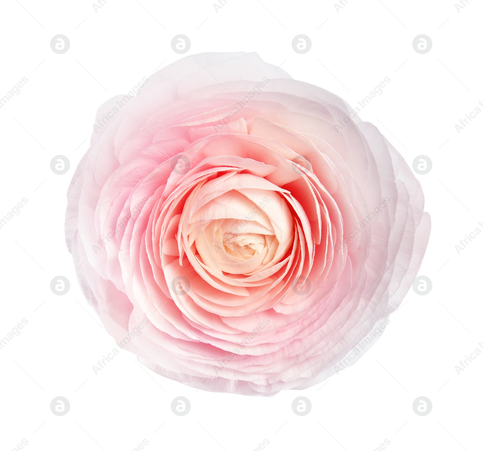 Photo of Beautiful ranunculus flower isolated on white, top view