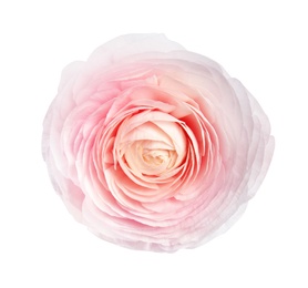 Photo of Beautiful ranunculus flower isolated on white, top view