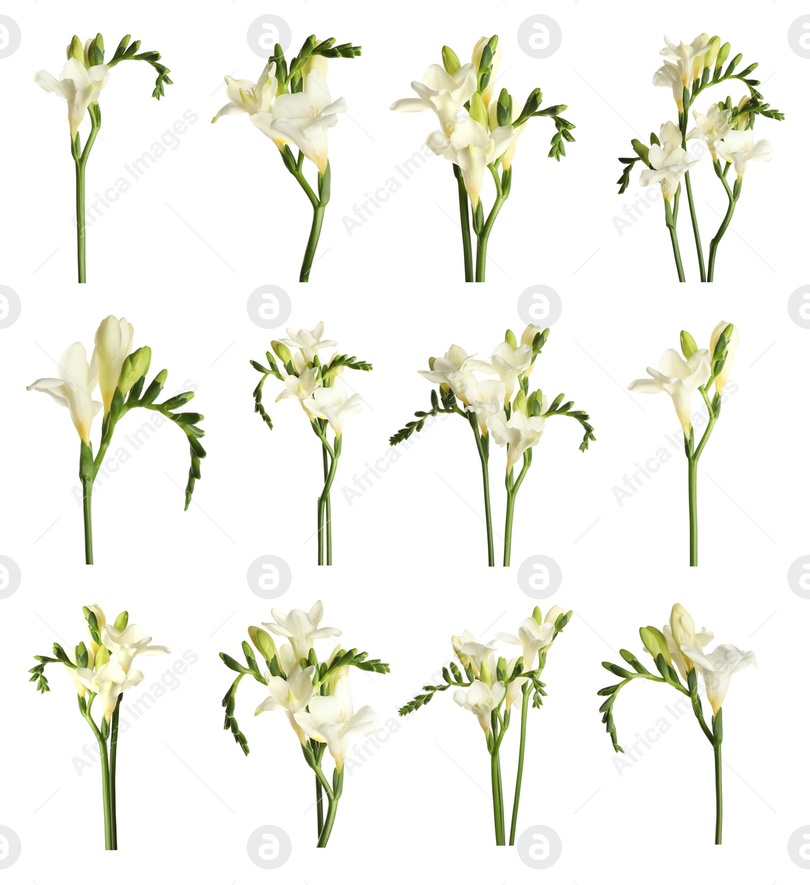 Image of Set with beautiful fragrant freesia flowers on white background