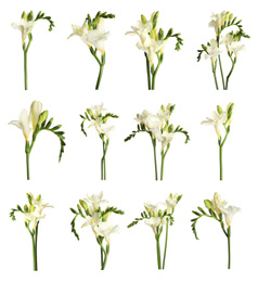 Set with beautiful fragrant freesia flowers on white background