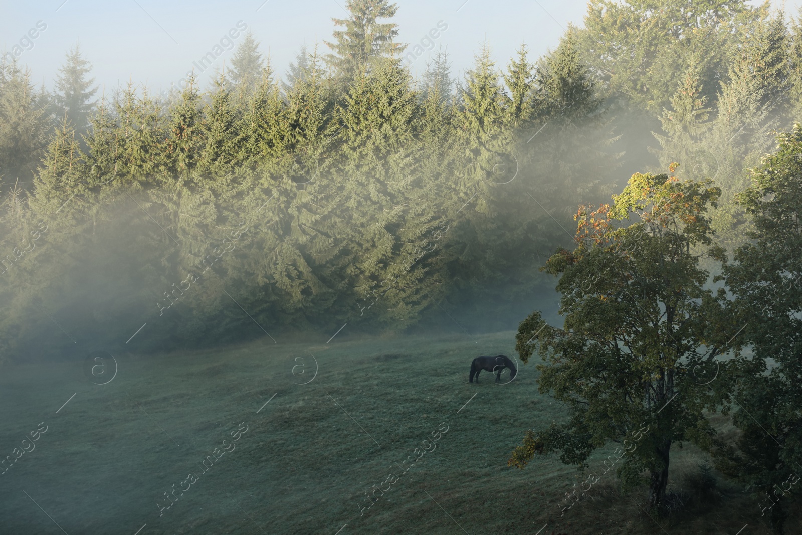 Image of Pasture with grazing horse surrounded by trees in foggy morning