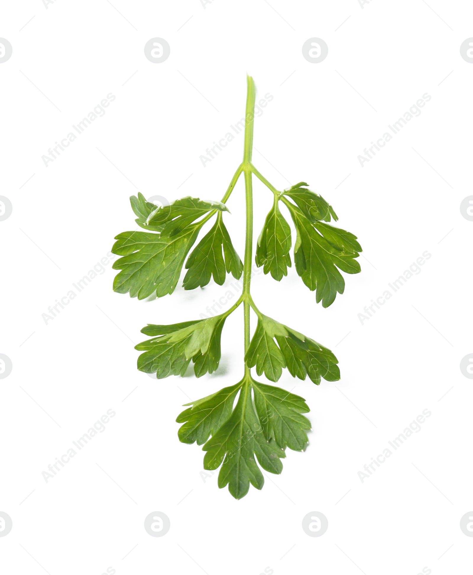 Photo of Fresh green organic parsley on white background