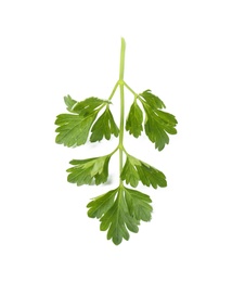 Photo of Fresh green organic parsley on white background