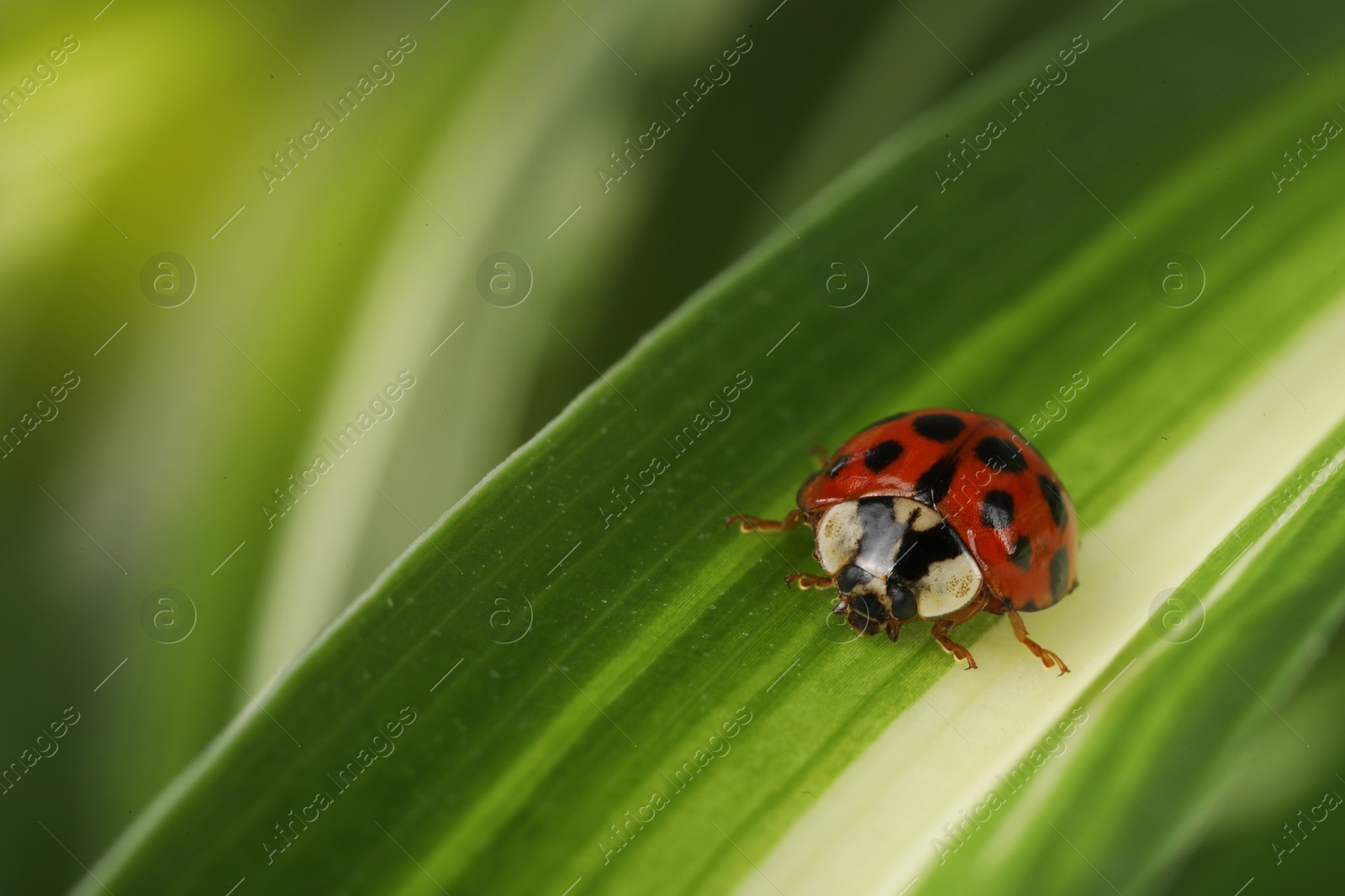 Photo of Ladybug on green leaf against blurred background, macro view. Space for text