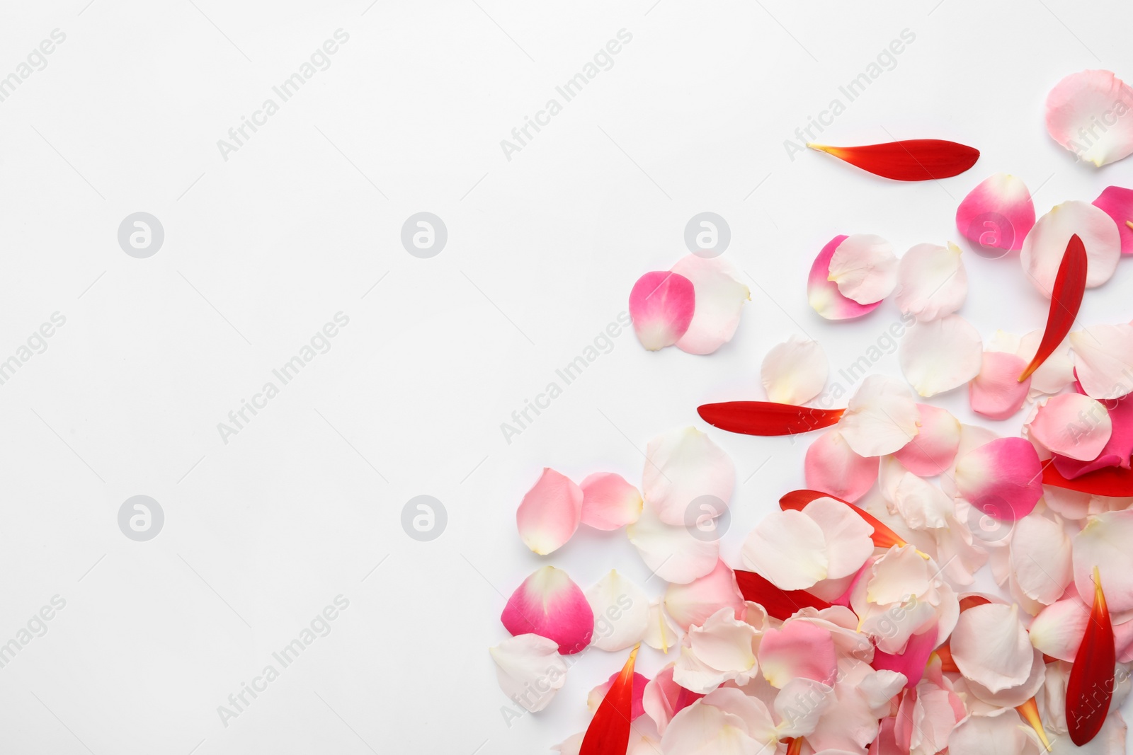 Photo of Beautiful petals on white background, flat lay. Space for text