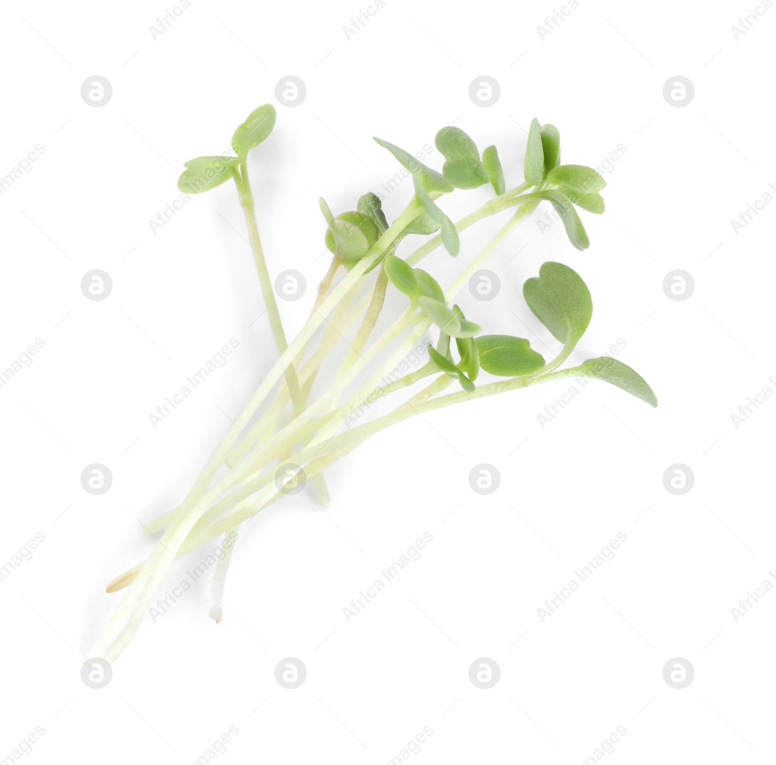 Photo of Fresh organic microgreen on white background, top view