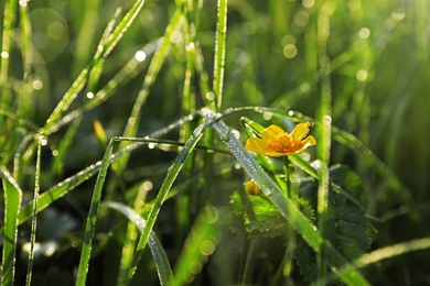 Photo of Green meadow with wild flower on summer day, closeup