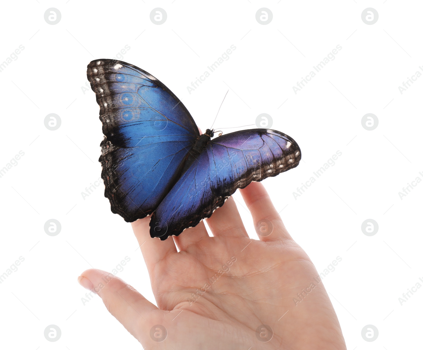 Photo of Woman holding beautiful common morpho butterfly on white background, closeup