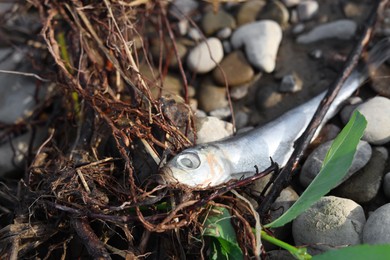 Photo of Dead fish on stones outdoors, closeup. Environmental pollution concept