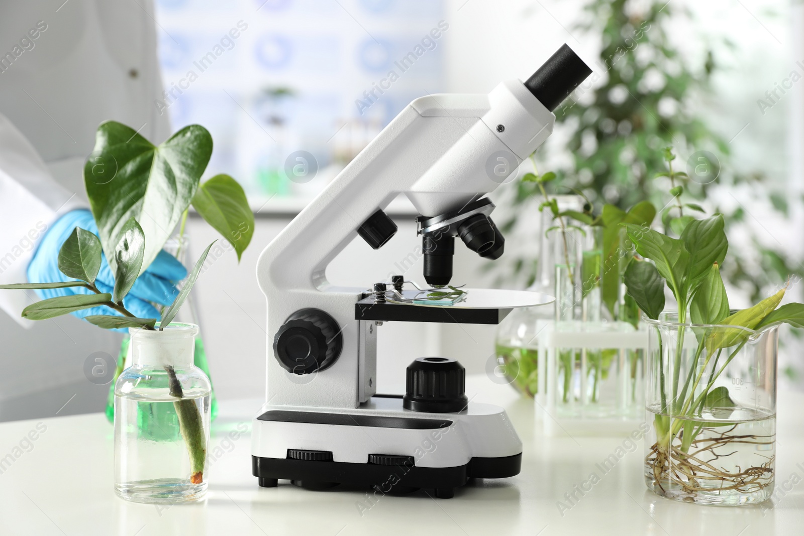 Photo of Laboratory glassware with plants and microscope on table. Biological chemistry