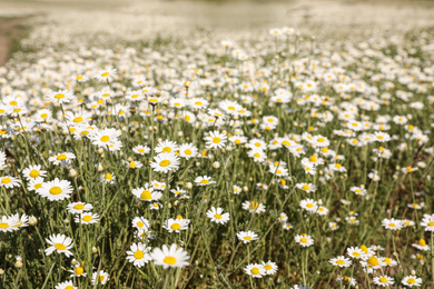 Photo of Closeup view of beautiful chamomile field on sunny day