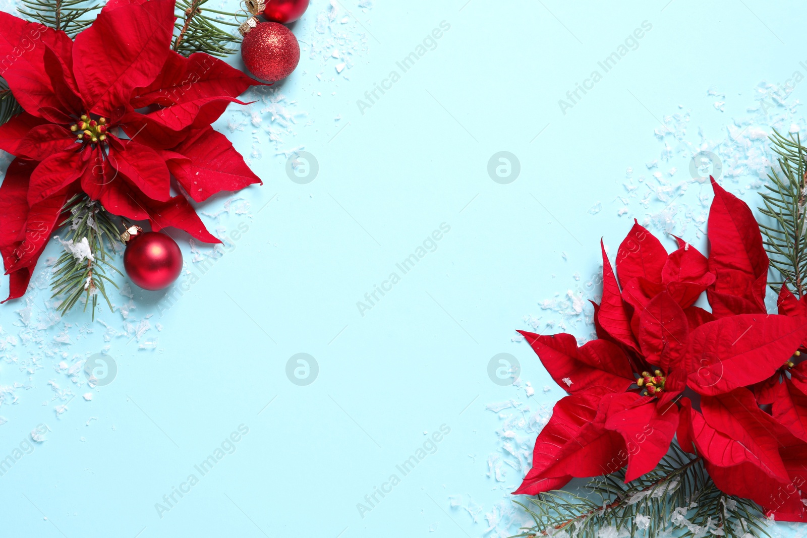 Photo of Flat lay composition with poinsettia and space for text on color background. Traditional Christmas flower