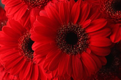 Bouquet of beautiful red gerbera flowers as background, closeup