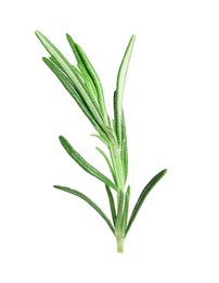 Photo of Sprig of fresh rosemary isolated on white