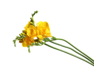 Beautiful yellow freesia flowers on white background