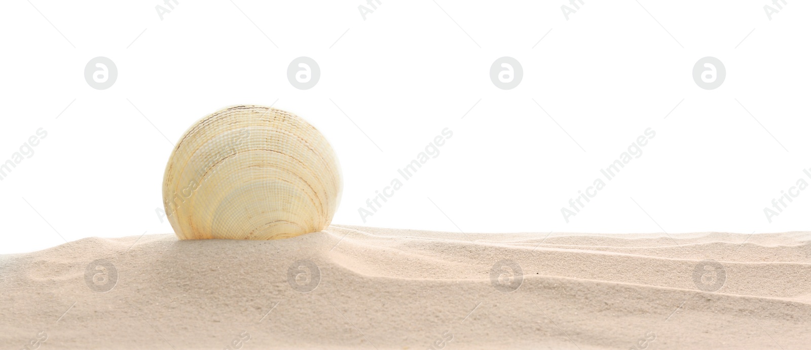 Photo of Pile of beach sand with sea shell isolated on white