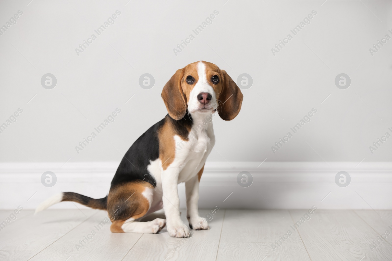 Photo of Cute Beagle puppy near light wall indoors. Adorable pet