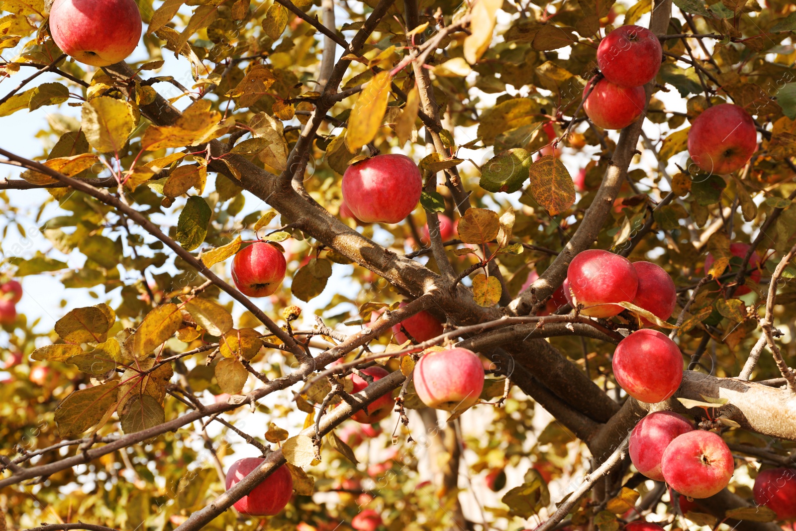 Photo of Ripe apples on tree branch in garden
