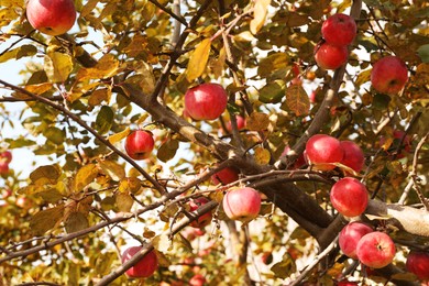 Ripe apples on tree branch in garden