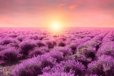 Image of Beautiful blooming lavender in field on summer day at sunset