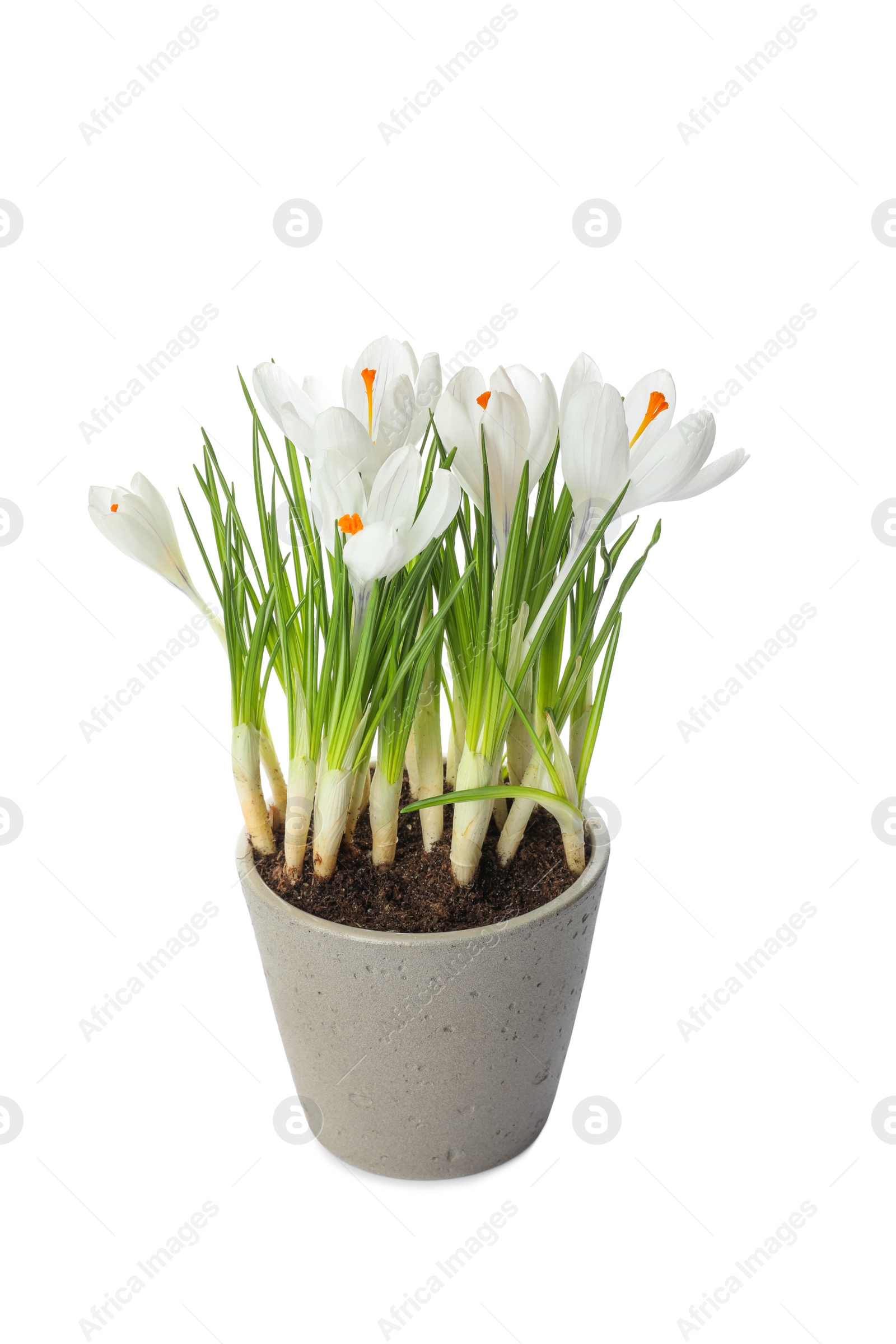 Photo of Beautiful potted crocus flowers isolated on white