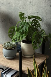 Photo of Beautiful house plants on wooden shelf indoors. Home design idea
