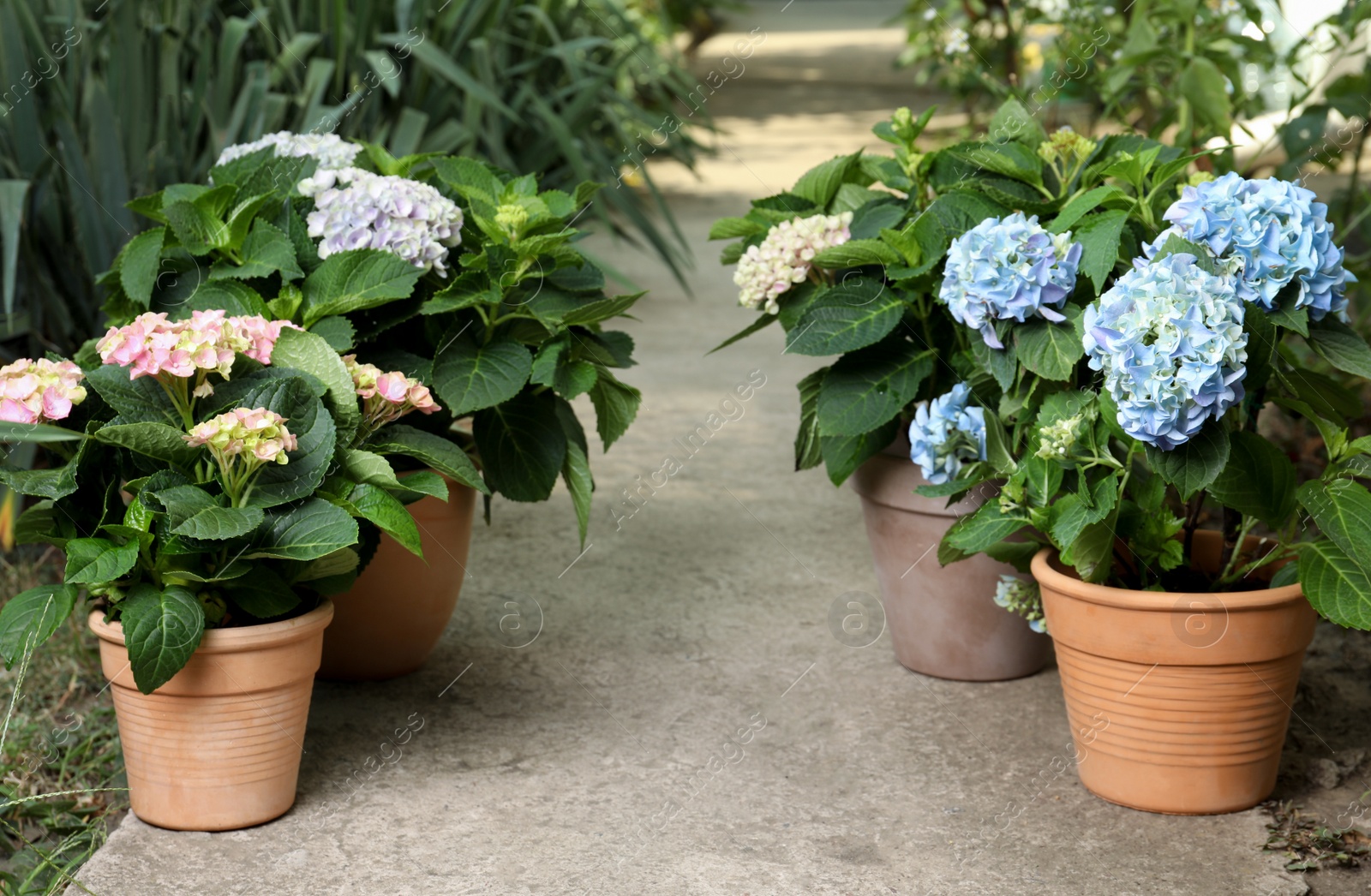 Photo of Beautiful blooming hortensia plants in pots outdoors