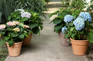 Beautiful blooming hortensia plants in pots outdoors