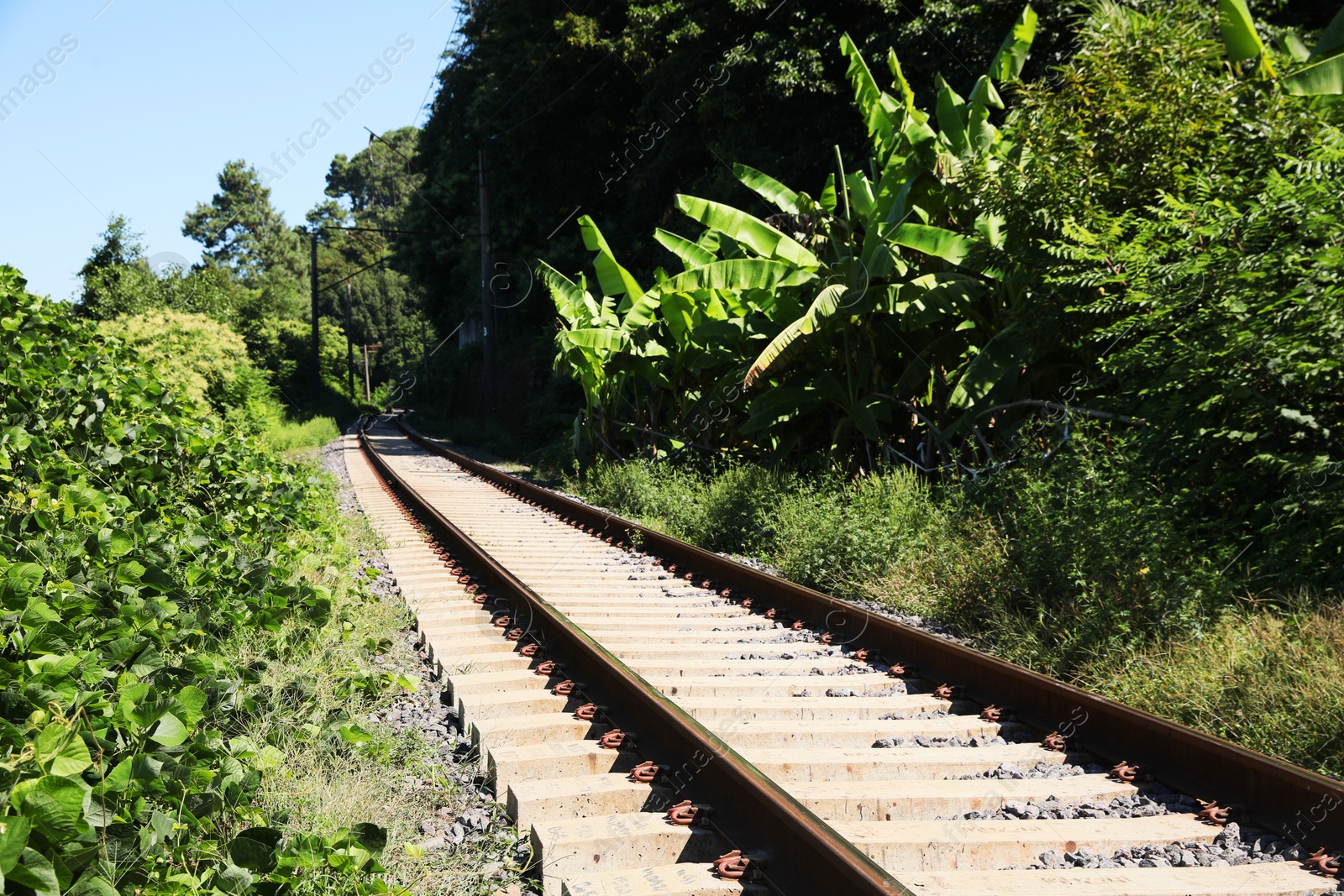 Photo of Modern railway line among plants in countryside