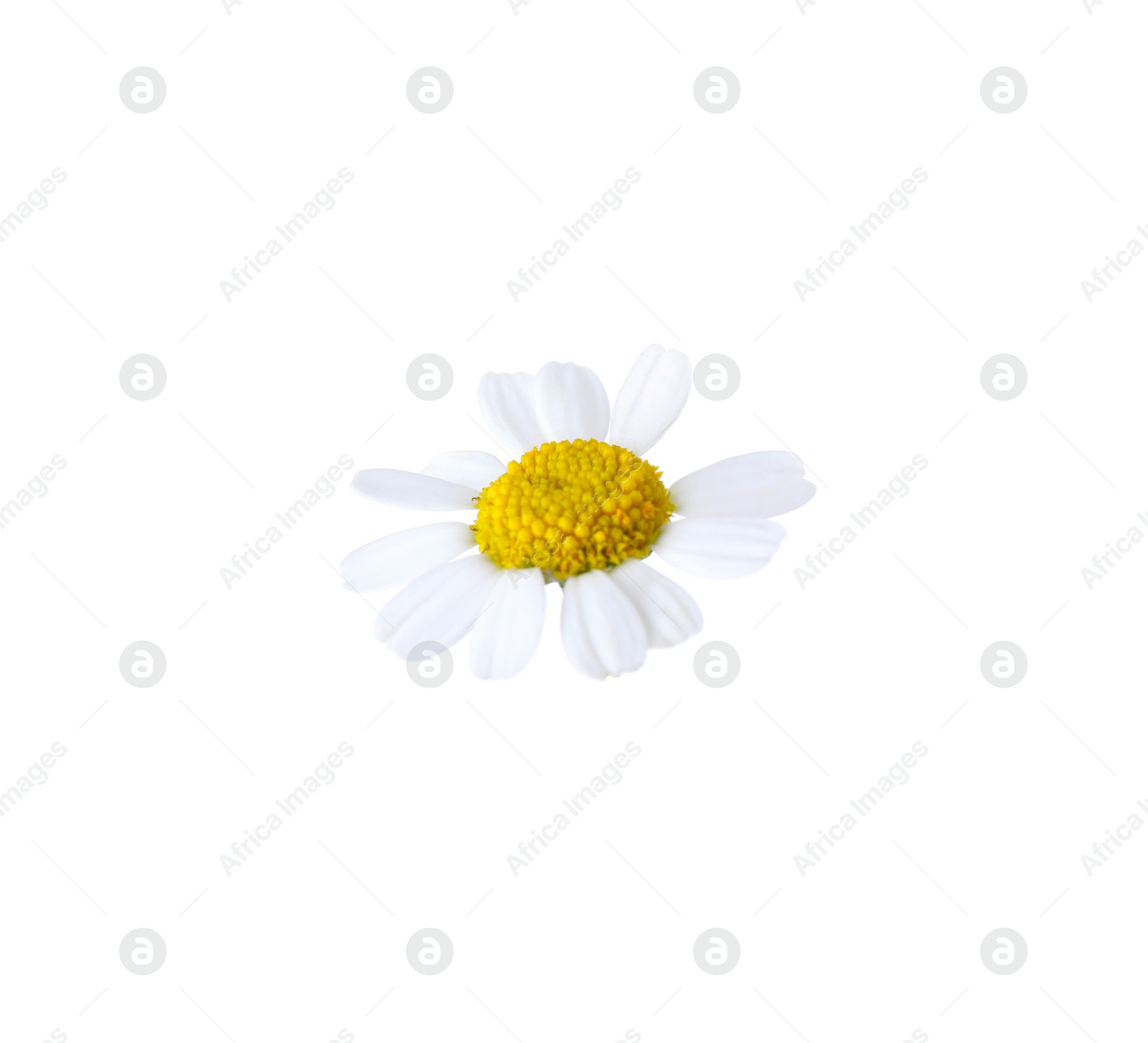 Photo of Beautiful small chamomile flower isolated on white