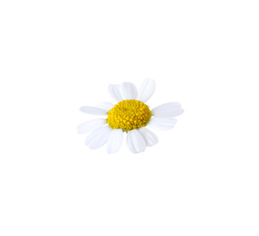 Photo of Beautiful small chamomile flower isolated on white