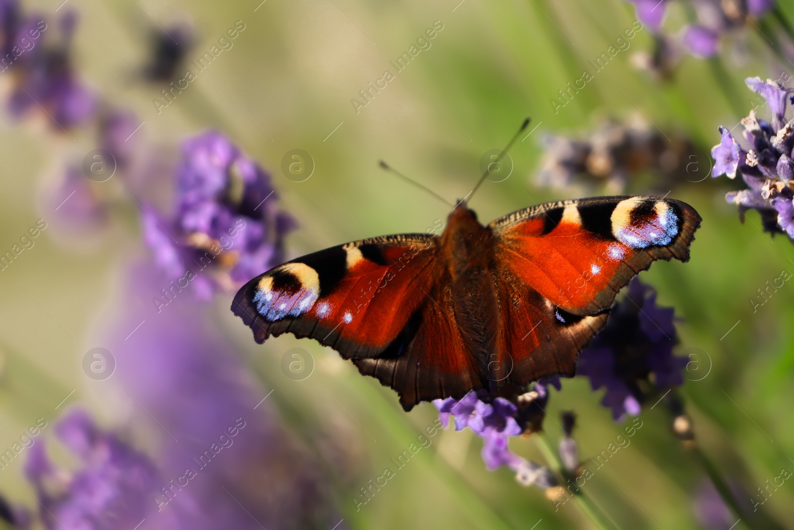 Photo of Beautiful butterfly in lavender field on sunny day, closeup