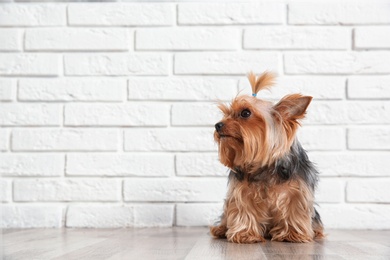 Photo of Yorkshire terrier on floor against brick wall, space for text. Happy dog