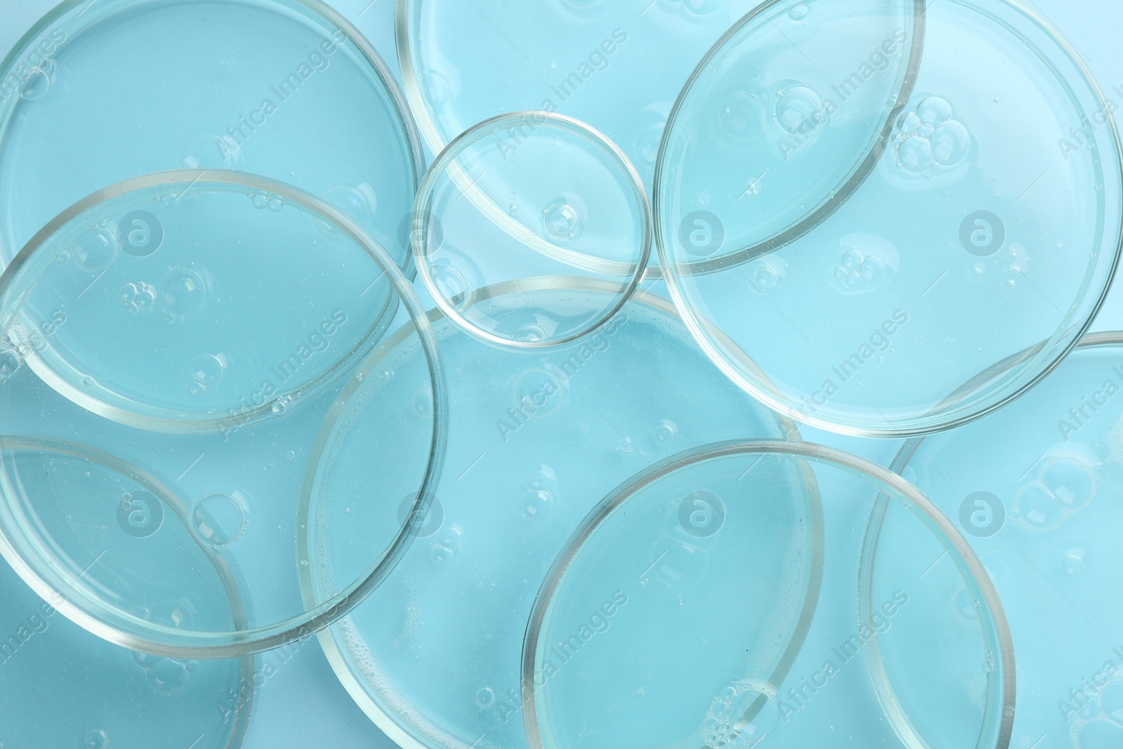 Photo of Petri dishes with liquid samples on light blue background, top view