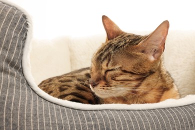 Cute Bengal cat lying on pet bed against white background, closeup