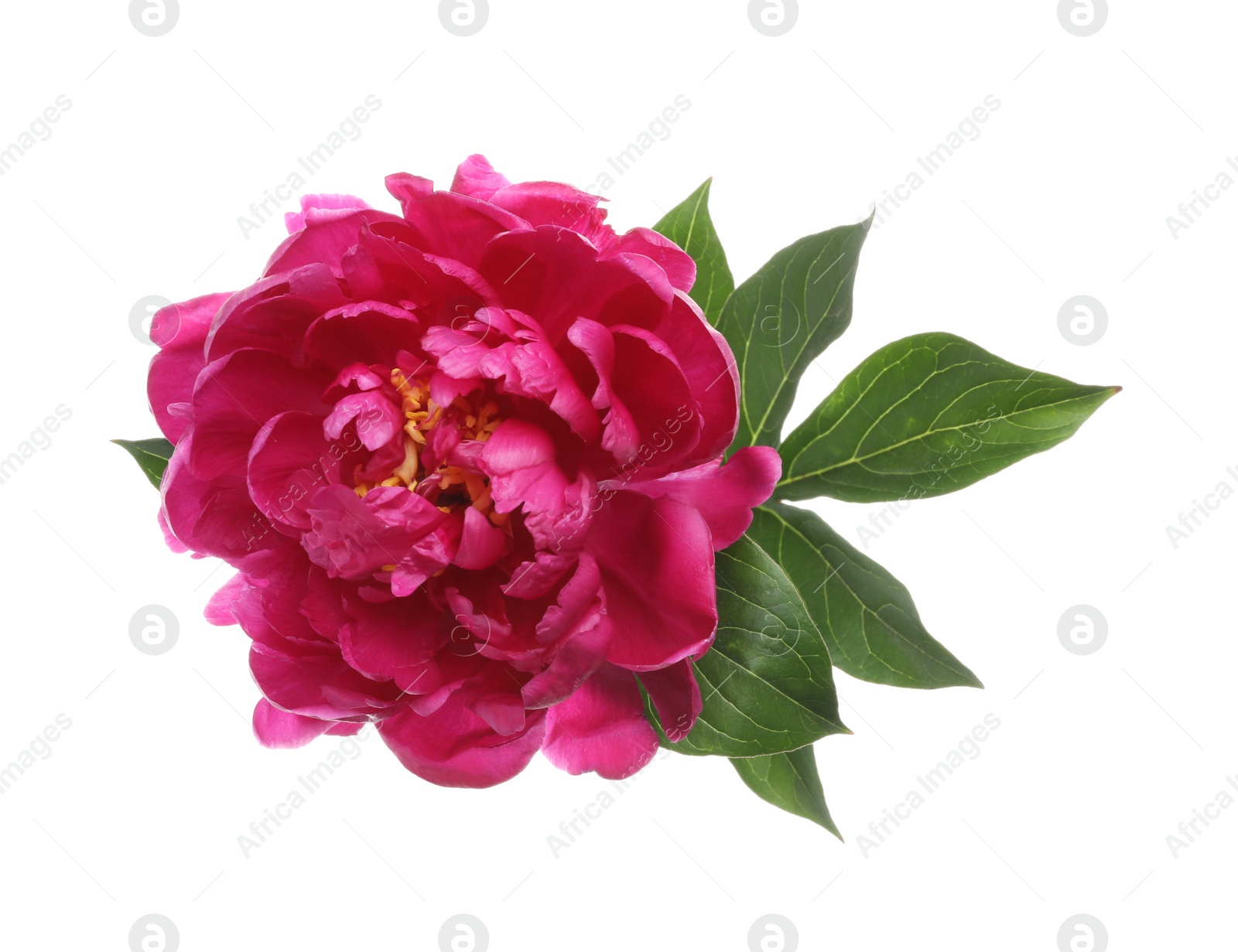 Photo of Beautiful pink peony flower isolated on white