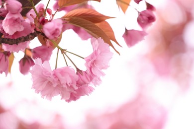 Beautiful blossoming sakura outdoors on spring day, closeup
