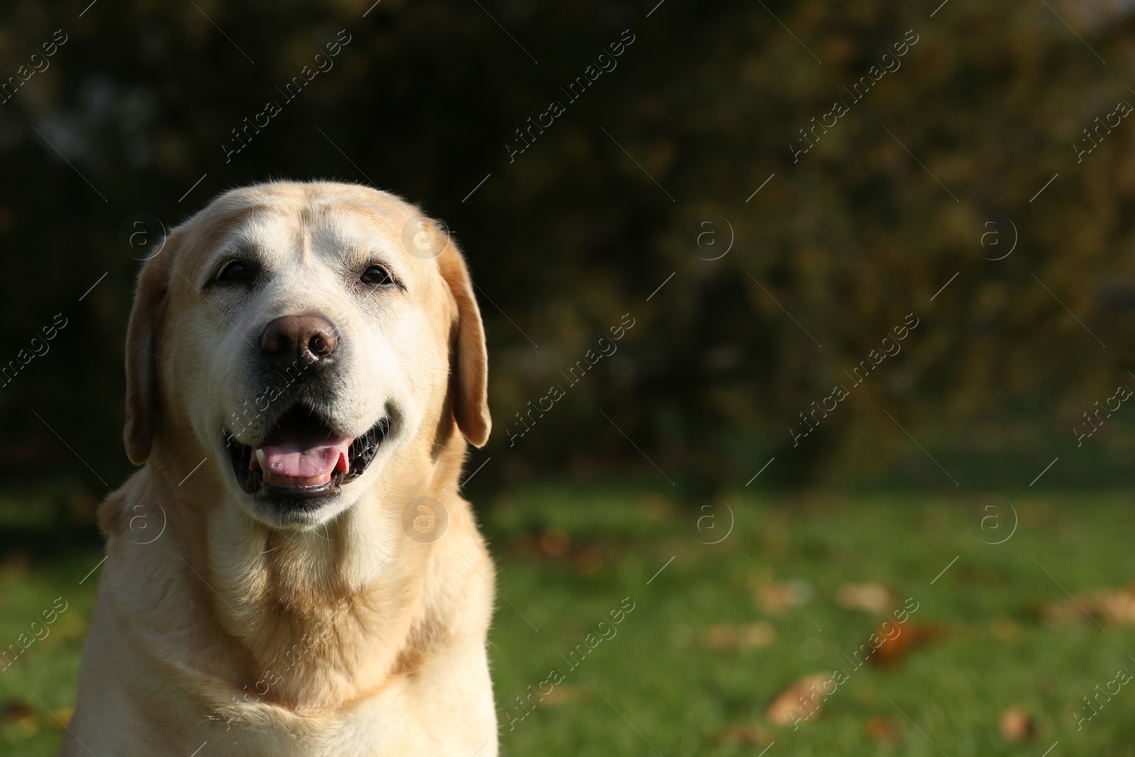Photo of Happy yellow Labrador in park on sunny day. Space for text