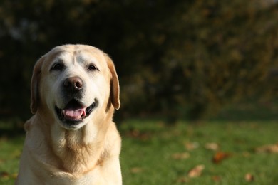 Happy yellow Labrador in park on sunny day. Space for text