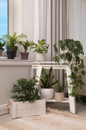 Cozy room interior with different beautiful houseplants near window