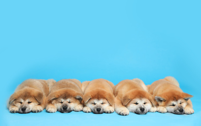 Photo of Cute Akita Inu puppies on light blue background., space for text Baby animals
