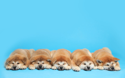 Cute Akita Inu puppies on light blue background., space for text Baby animals