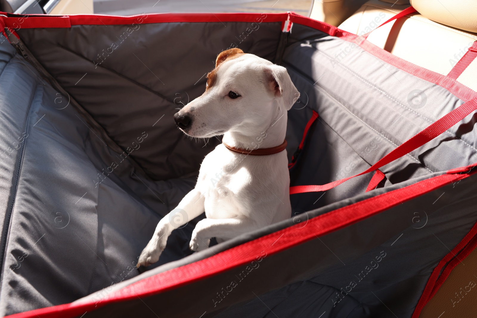 Photo of Cute Jack Russel Terrier dog in bag carrier inside car. Pet accessory