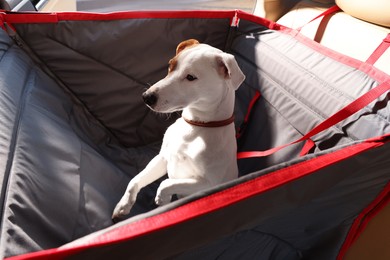 Photo of Cute Jack Russel Terrier dog in bag carrier inside car. Pet accessory