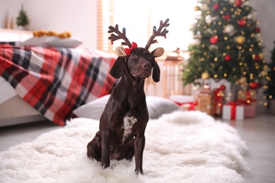 Photo of Cute dog wearing reindeer headband in room decorated for Christmas