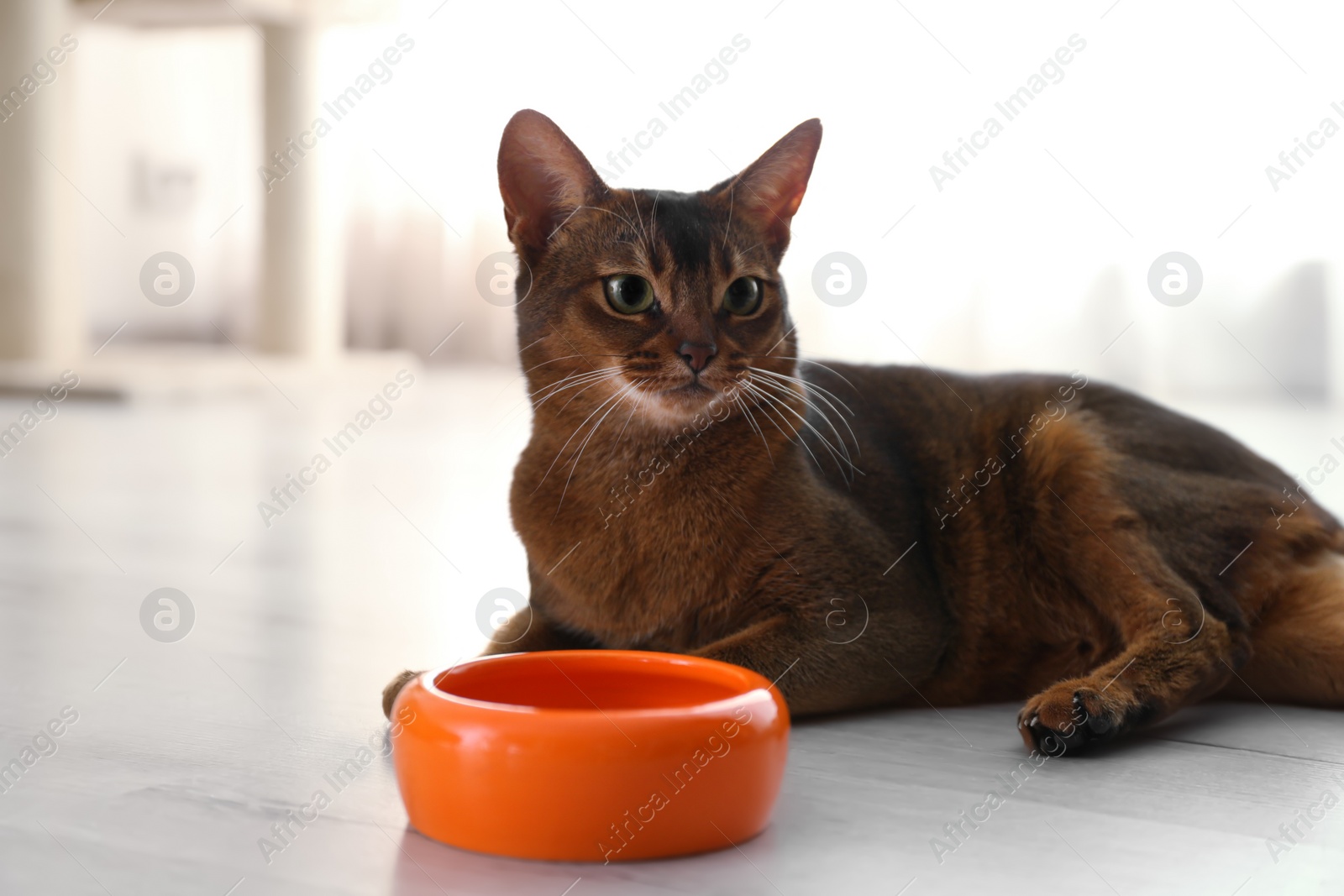 Photo of Beautiful Abyssinian cat near feeding bowl at home. Lovely pet