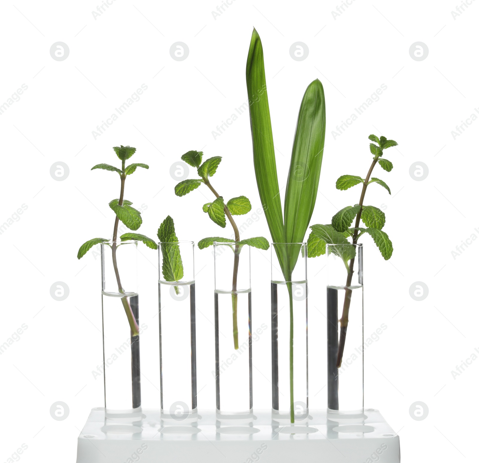 Photo of Rack with plants in test tubes isolated on white. Organic chemistry
