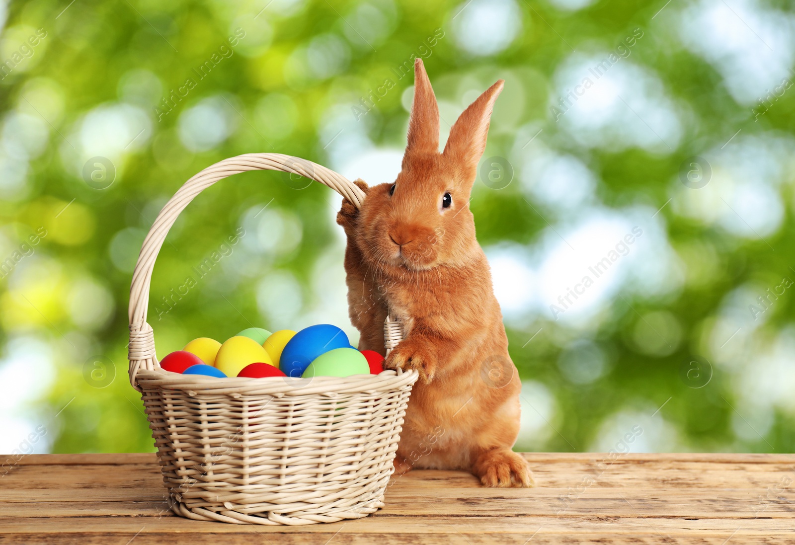 Image of Adorable bunny and wicker basket with Easter eggs on wooden surface outdoors 