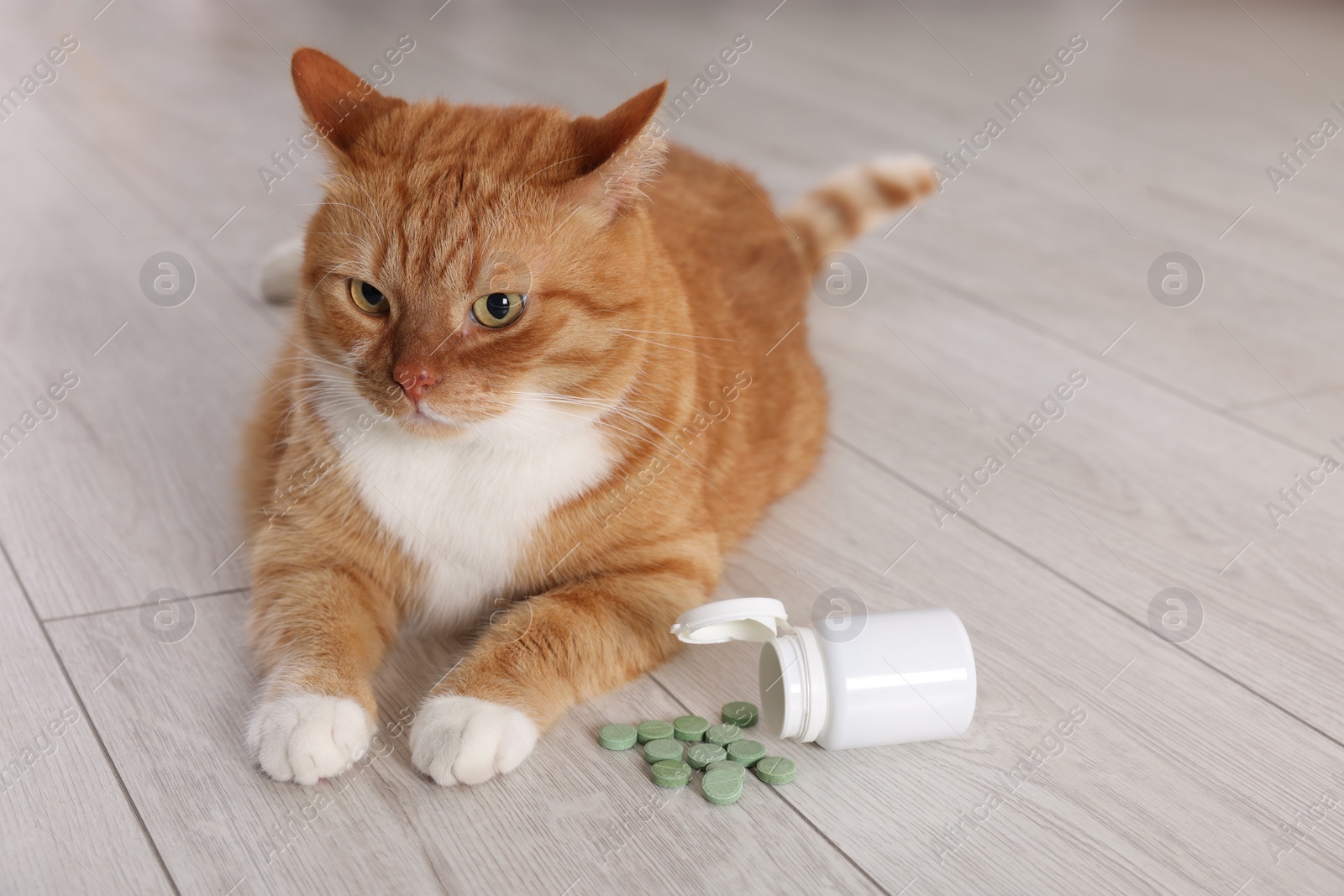 Photo of Cute ginger cat and vitamin pills indoors